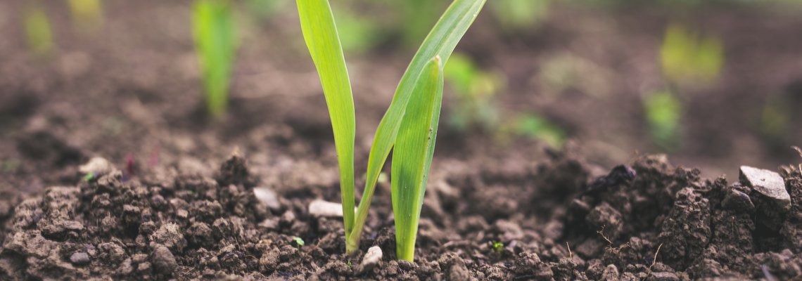 Agritech in Africa: Paving The Way For a New Era in Farming