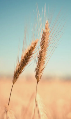 Agritech startups Africa