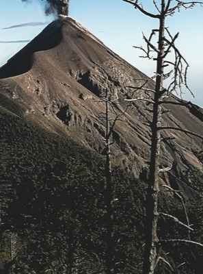 Overview of a Nanscent Ecosystem