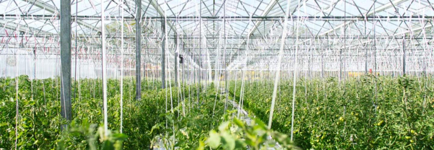 FoodTech in the Grand Finale